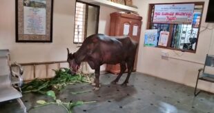 ನದ ಶೆಡ್​ಗೆ ಮಂಜೂರಾಗದ ಹಣ: ಪಂಚಾಯತ್ ಕಚೇರಿಯೊಳಗೆ ಎಮ್ಮೆ ಕಟ್ಟಿದ ರೈತ