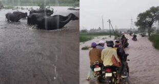 ಮಳೆ ಆರ್ಭಟದಿಂದ ಚಿಂಚಲಿ – ಕುಡಚಿ ಸೇತುವೆ ಜಲಾವೃತ