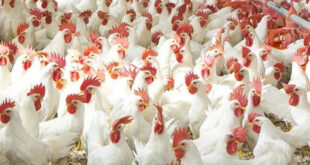 ಆಂಧ್ರದ ಚಿತ್ತೂರಲ್ಲಿ ಹಕ್ಕಿ ಜ್ವರ ಪತ್ತೆ – ಕೊಪ್ಪಳ ಜಿಲ್ಲೆಯಲ್ಲಿ ತೀವ್ರ ನಿಗಾ