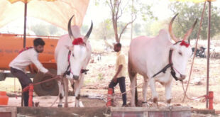 ಬಾಗಲಕೋಟೆ ಮೋಟಗಿಯಲ್ಲಿ ಶುರುವಾಗಿದೆ ಜಾನುವಾರು ಜಾತ್ರೆ