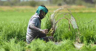 ಚಿತ್ರದುರ್ಗ ರೈತರಿಗೆ 12.40 ಕೋಟಿ ರೂ. ಬೆಳೆ ವಿಮಾ ಪರಿಹಾರ ಬಿಡುಗಡೆ ಮಾಡಿದ ಕೇಂದ್ರ