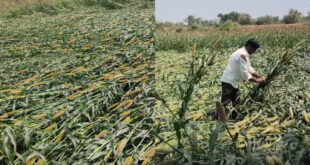 ರಾಯಚೂರಿನಲ್ಲಿ ಅಕಾಲಿಕ ಮಳೆ – ಲಕ್ಷಾಂತರ ಮೌಲ್ಯದ ಸಜ್ಜೆ, ಜೋಳ ಹಾನಿ