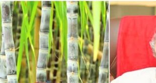 ಕಬ್ಬು ಬೆಳೆಗಾರರಿಗೆ 300 ಕೋಟಿ ರೂ. ಬಿಡುಗಡೆ: ಸಚಿವ ಶಿವಾನಂದ ಪಾಟೀಲ