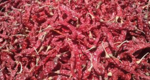 ಬೆಳಗಾವಿಯಲ್ಲಿ ಗಗನ ಮುಟ್ಟಿದ ಒಣ ಮೆನಸಿನಕಾಯಿ ಬೆಲೆ