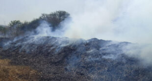 ಅಗ್ನಿ ಅವಘಡ – 320 ಕ್ವಿಂಟಲ್ ಮೆಕ್ಕೆ ಜೋಳ ಭಸ್ಮ