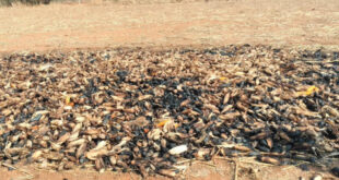 ಮೆಕ್ಕೆಜೋಳ ರಾಶಿಗೆ ಬೆಂಕಿಯಿಟ್ಟ ಕಿಡಿಗೇಡಿಗಳು – 4 ಲಕ್ಷ ರೂ. ಮೌಲ್ಯದ ಜೋಳ ಸುಟ್ಟು ಭಸ್ಮ