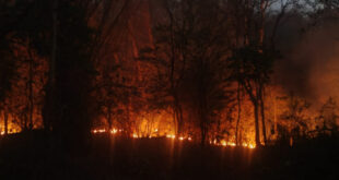 ಮುತ್ತೋಡಿ ಅರಣ್ಯದಲ್ಲಿ ಭಾರೀ ಕಾಡ್ಗಿಚ್ಚು – ಅಪರೂಪದ ಸಸ್ಯರಾಶಿ ಬೆಂಕಿಗೆ ಆಹುತಿ