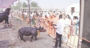 ಕೃಷಿ ಉತ್ಸವಕ್ಕೆ ಉತ್ತಮ ಸ್ಪಂದನೆ