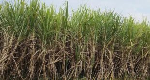 ಬೆಳಗಾವಿ | ₹4,746 ಕೋಟಿ ಕಬ್ಬಿನ ಬಿಲ್‌ ಬಾಕಿ: 10 ಸಕ್ಕರೆ ಕಾರ್ಖಾನೆಗೆ ನೋಟಿಸ್‌