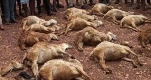 ಬೆಳಗಾವಿಯಲ್ಲಿ ಆಲಿಕಲ್ಲು ಮಳೆಗೆ 39 ಕುರಿಗಳು ಬಲಿ; ಕಣ್ಣೀರಲ್ಲಿ ಕೈತೊಳೆಯುತ್ತಿರುವ ಕುರಿಗಾಹಿ ಕುಟುಂಬ